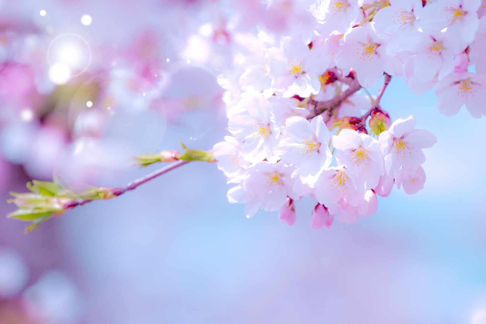 北海道で咲く桜の種類はこれ！エゾヤマザクラ＆チシマザクラとは？