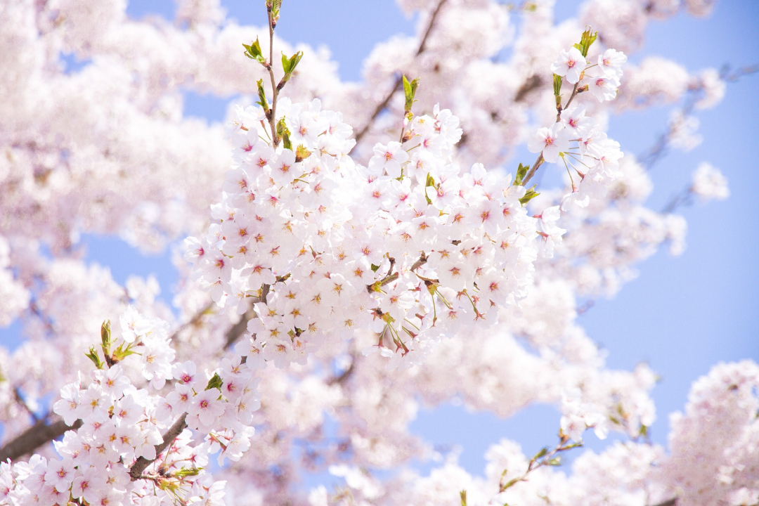 北海道で咲く桜の種類はこれ エゾヤマザクラ チシマザクラとは 北海道ファンマガジン
