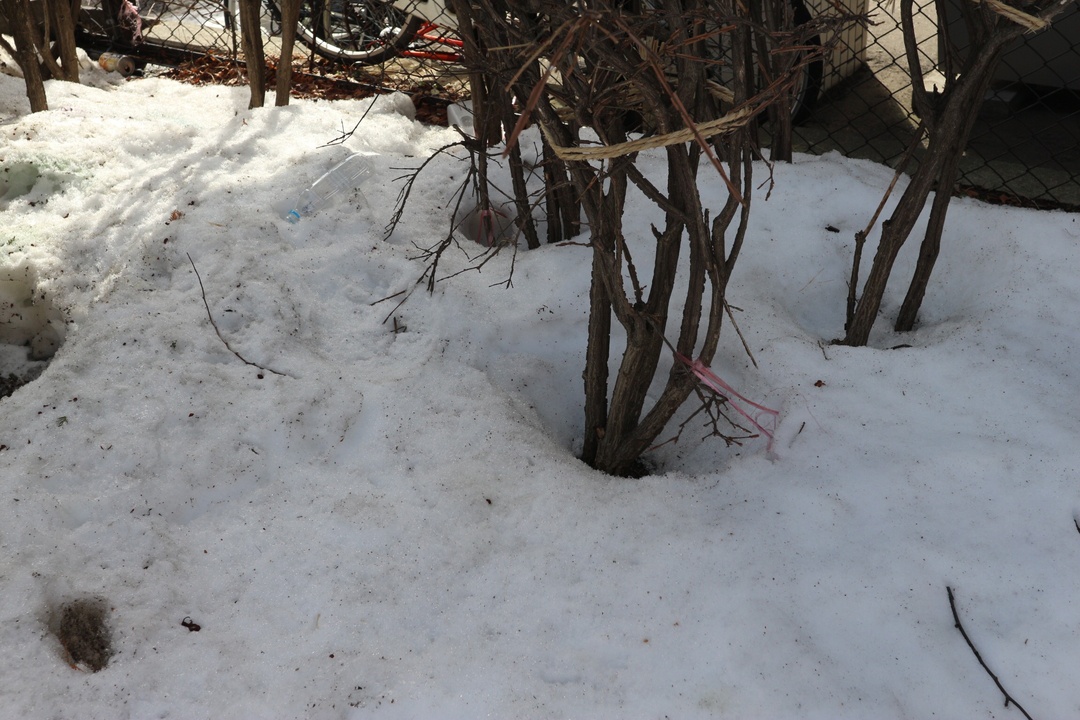 春先になると木の根元だけ雪がとけるのはなぜ 根開きの真実に迫る 北海道ファンマガジン