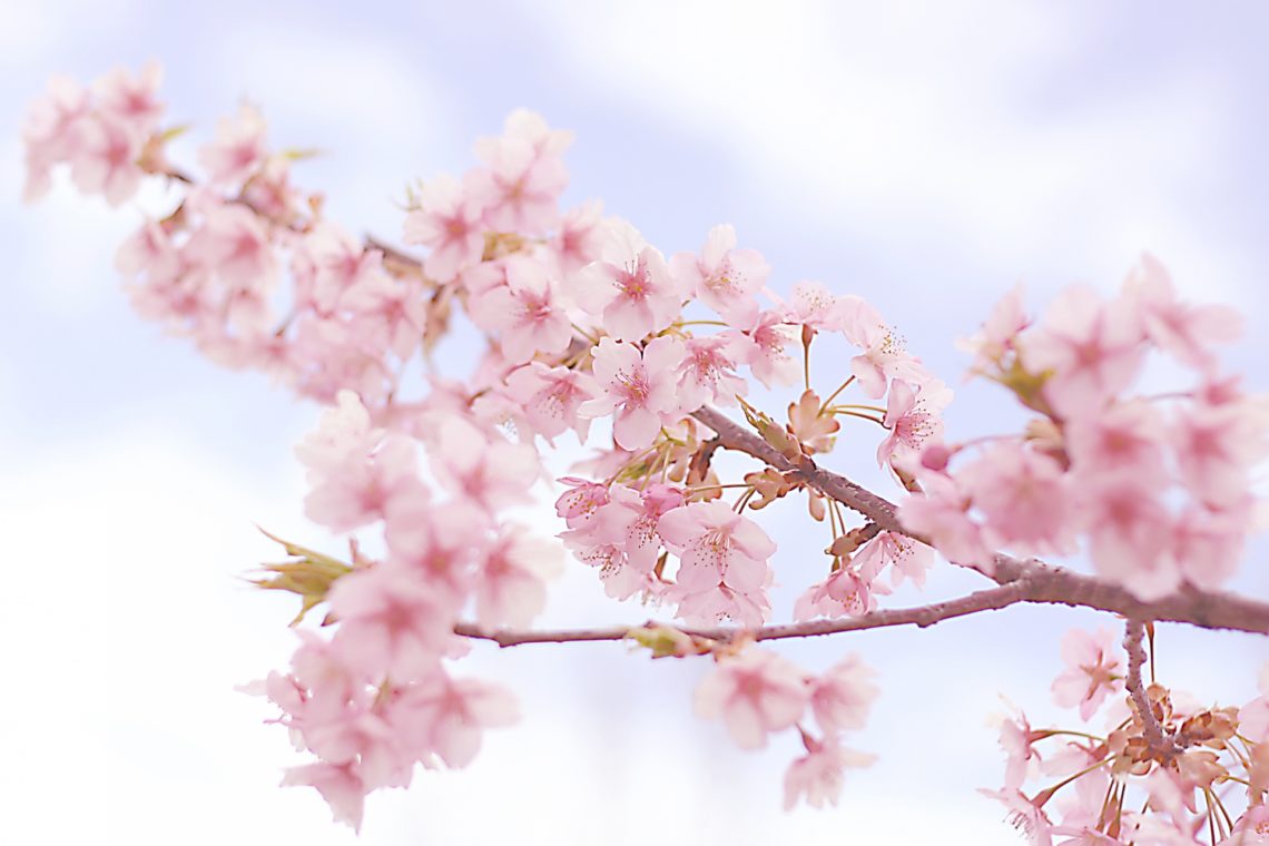 北海道の桜前線の速さはどのくらい 津軽海峡を渡るのに何日かかる 北海道ファンマガジン