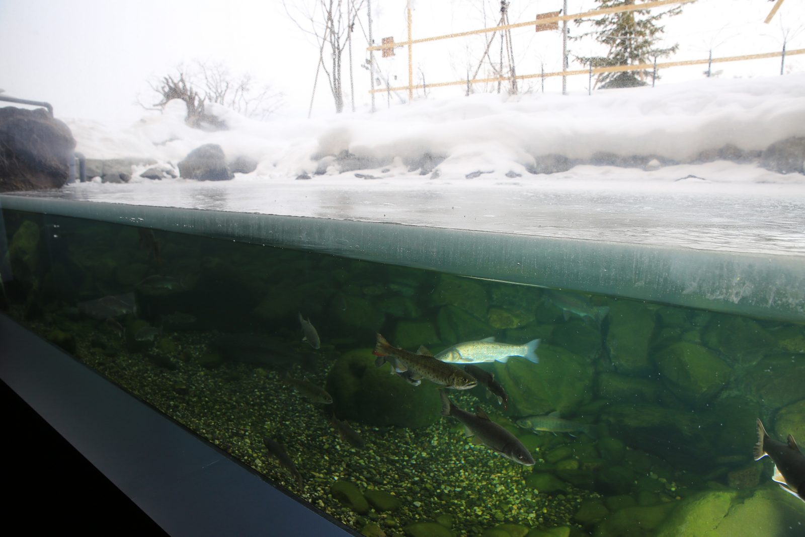 水槽の水面が凍る日を当てよう！おんねゆ温泉山の水族館で結氷クイズ