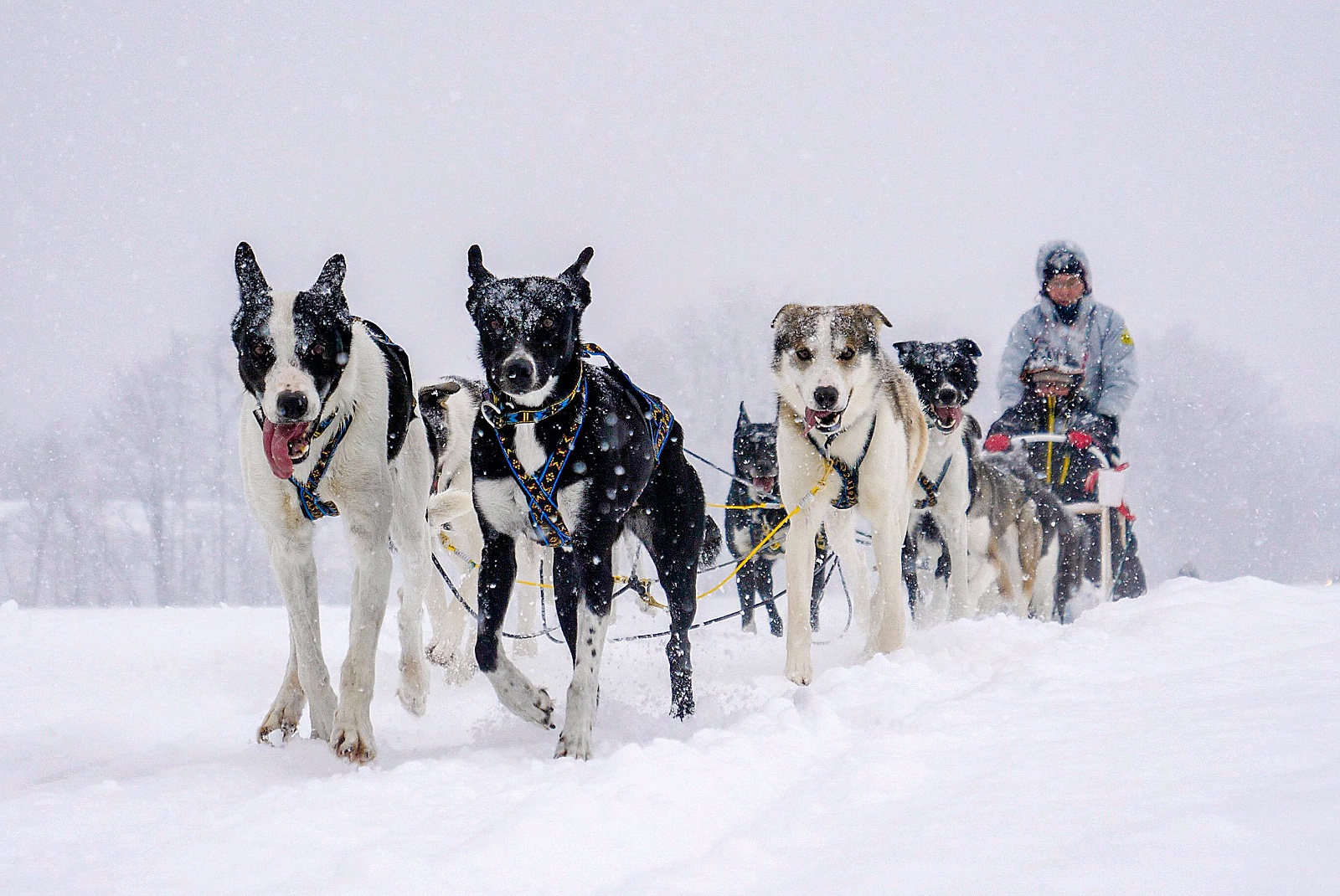十勝の大雪原をダイナミックに駆け抜ける！鹿追町で犬ぞり操縦体験！