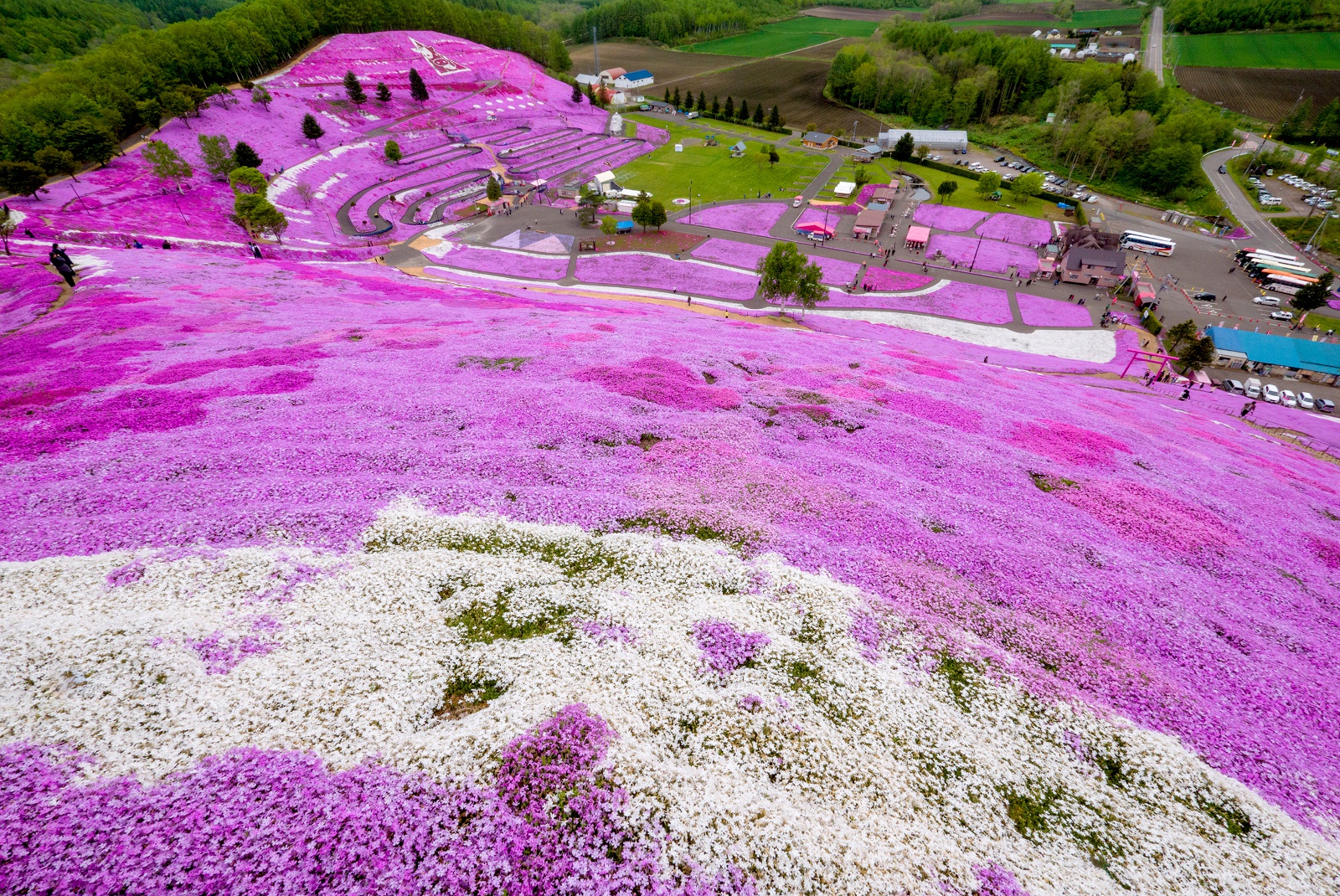 国内屈指のピンクの絨毯「ひがしもこと芝桜公園」の楽しみ方