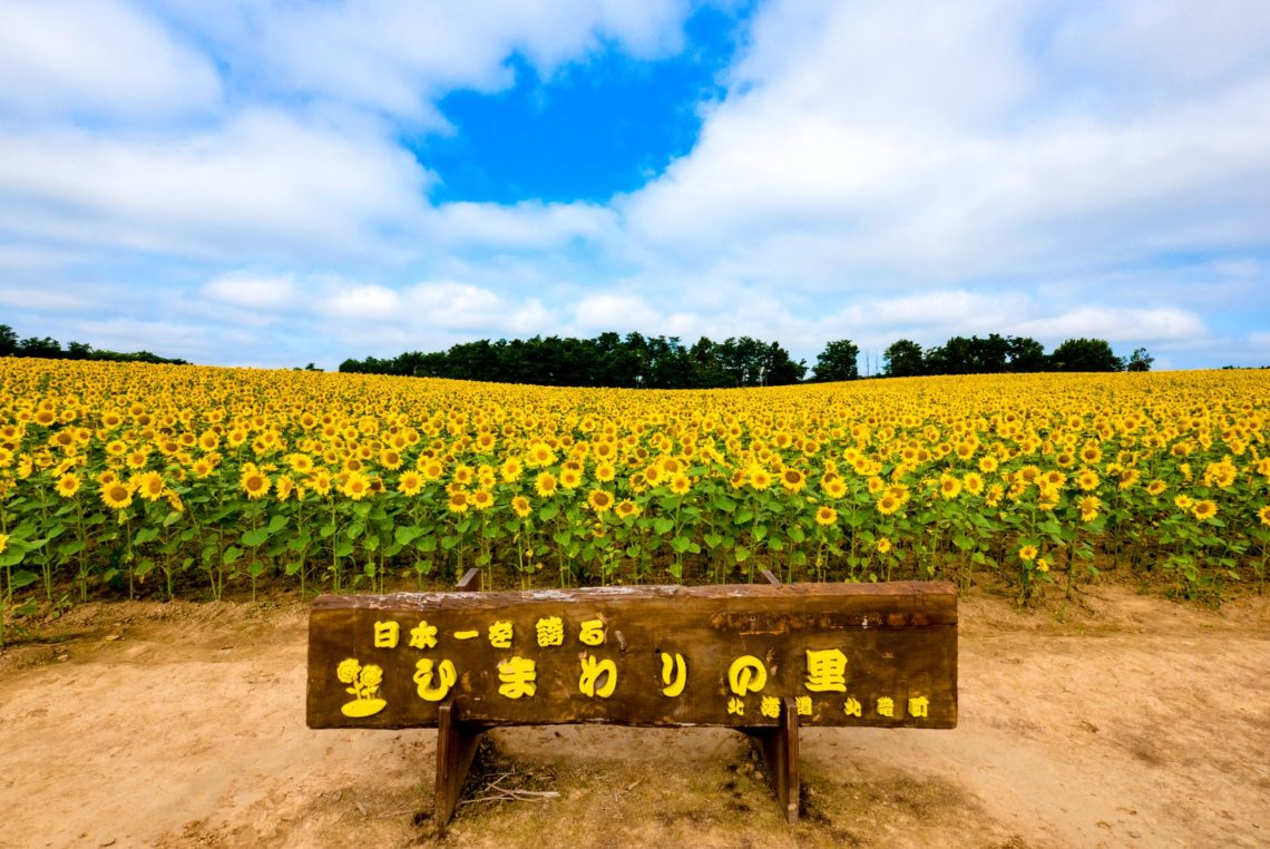 一面黄色の丘で夏を実感 国内最大級のヒマワリ畑 ひまわりの里 北海道ファンマガジン