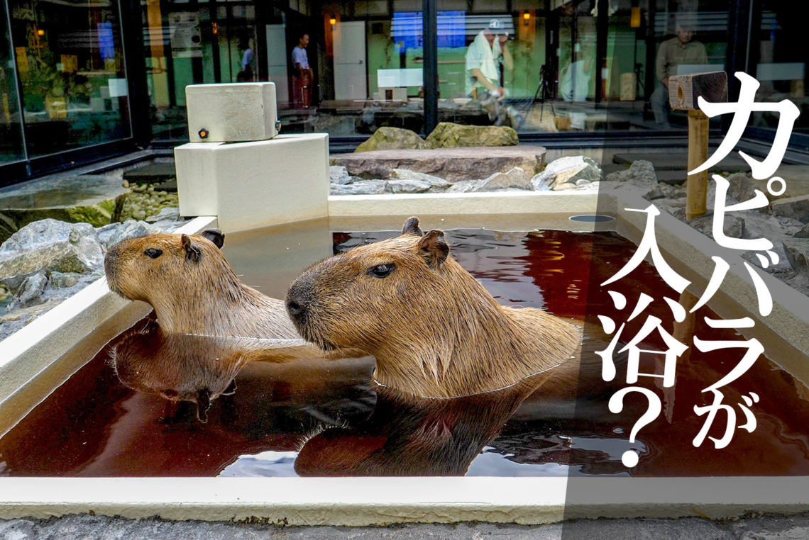カピバラが入浴していることで話題に 石狩市の天然温泉 番屋の湯 北海道ファンマガジン