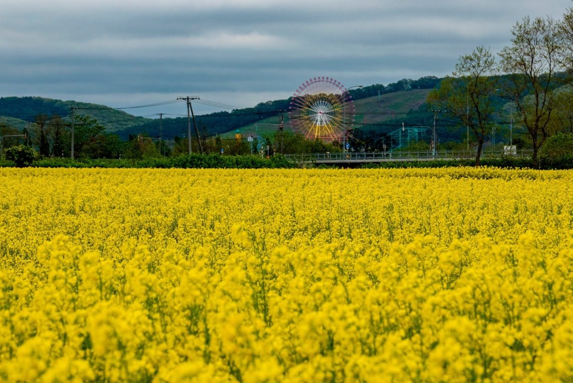 作付面積は滝川に迫る勢い 穴場の岩見沢で 菜の花畑 を楽しもう 北海道ファンマガジン