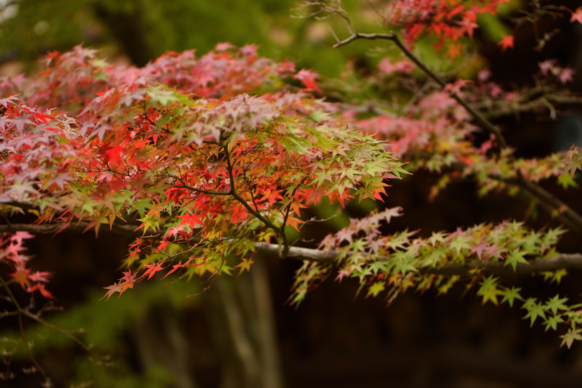 観楓会 かんぷうかい って何 秋にも花見があるってどういうこと 北海道ファンマガジン