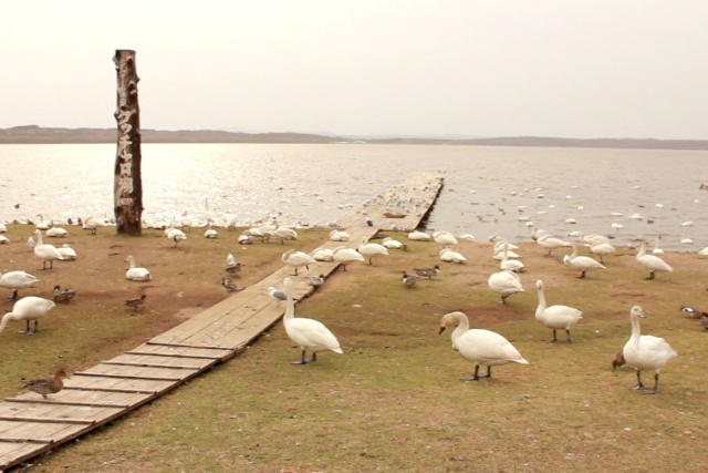 コハクチョウの国内最大の中継地「クッチャロ湖」はまさに白鳥の湖!