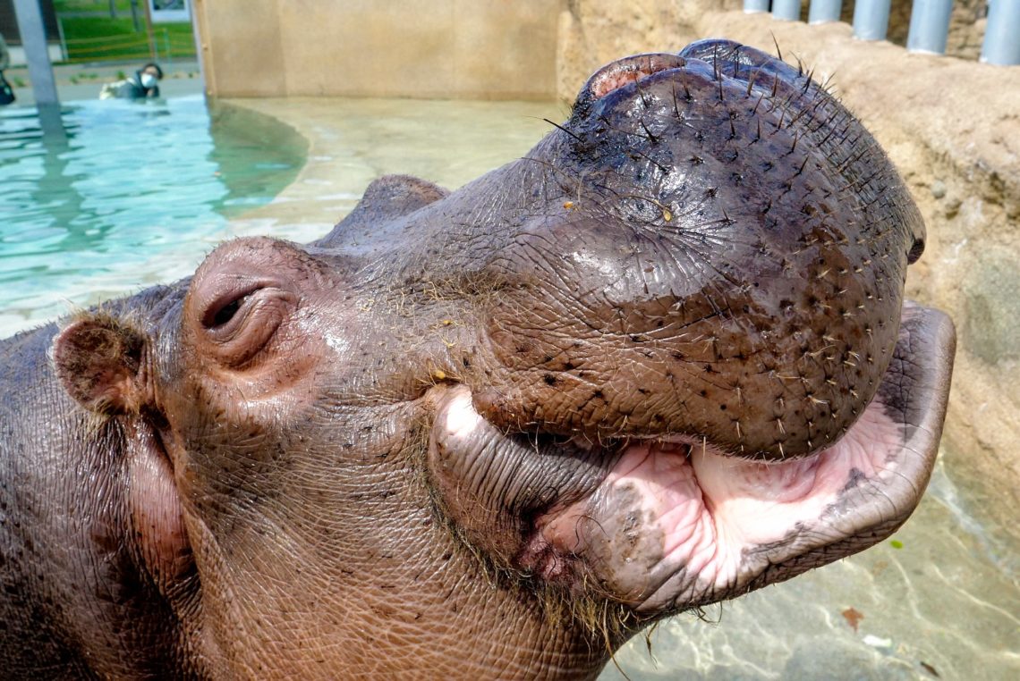 ドンが国内最高齢に 知れば知るほど魅力が見つかる円山動物園のカバ 北海道ファンマガジン