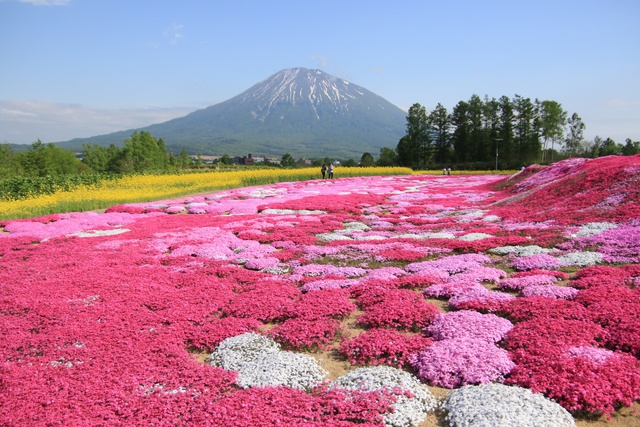 ピンクが波打つ！絵心をくすぐる景観！倶知安「三島さんの芝桜庭園」