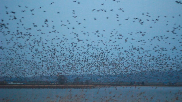 7万羽のマガンが一斉に飛び立つ感動の夜明け―美唄「宮島沼」