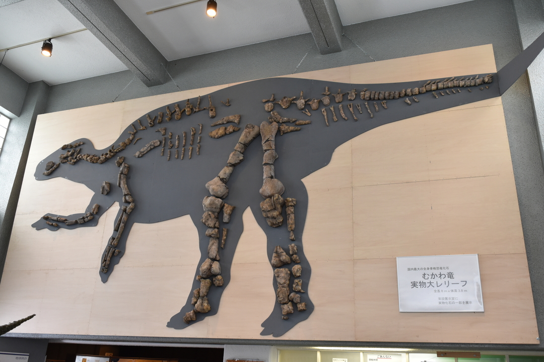 北海道の恐竜 化石のマップを道庁が制作ー知事 恐竜にロマン感じて 北海道ファンマガジン