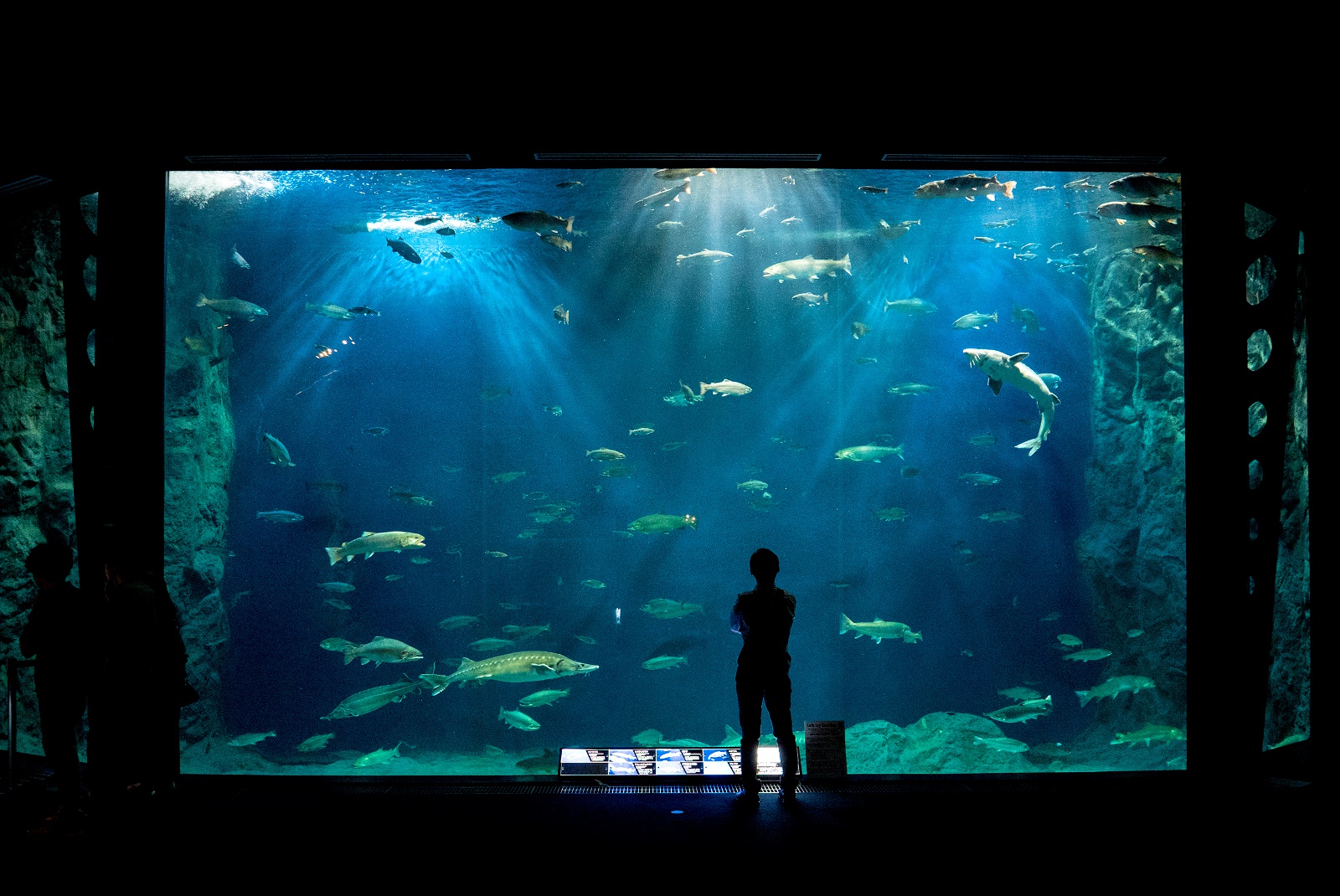 日本最大級の淡水魚水族館ココにあり！サケのふるさと千歳水族館