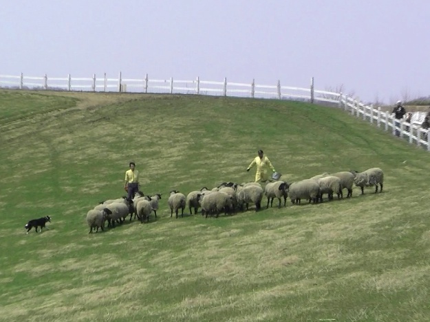 シープドッグショーと毛刈りショーが楽しい「羊と雲の丘」