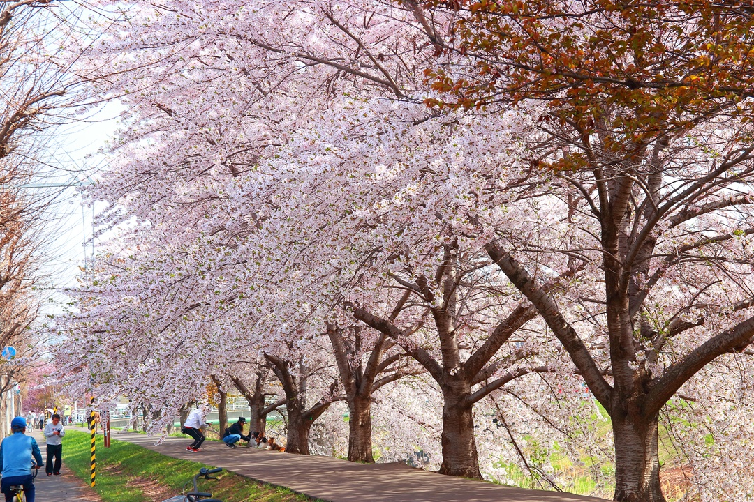 日本一の直線桜並木が札幌にあった 総延長10 5 新川さくら並木 北海道ファンマガジン