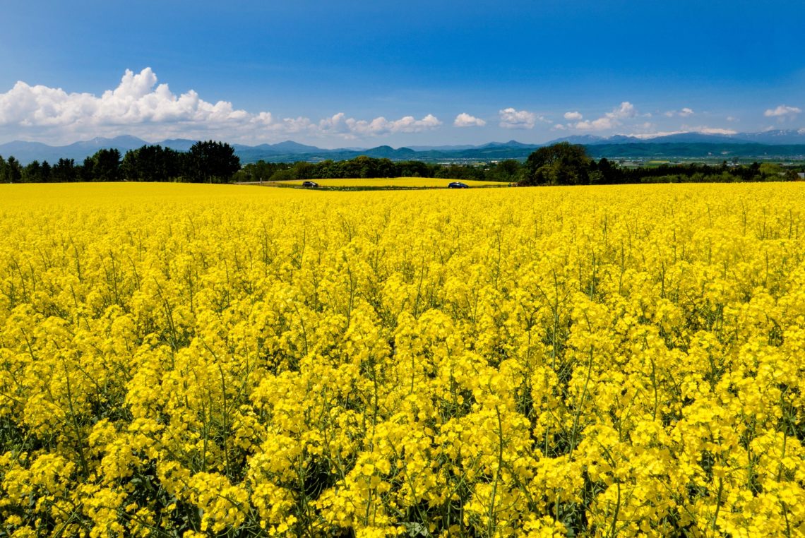 見渡す限りビタミンカラー 国内屈指の作付面積を誇る滝川市の菜の花畑 北海道ファンマガジン