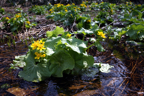 やちぶき エゾノリュウキンカ 春を告げる花 北海道ファンマガジン