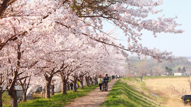 ニッカウヰスキー見学と一緒にいかが？余市川桜並木をのんびり散策